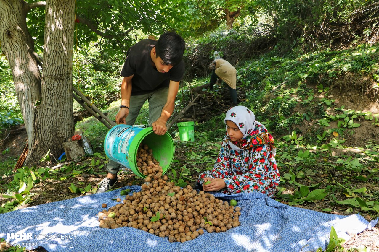 عکس/ گردوچینی در مازندران