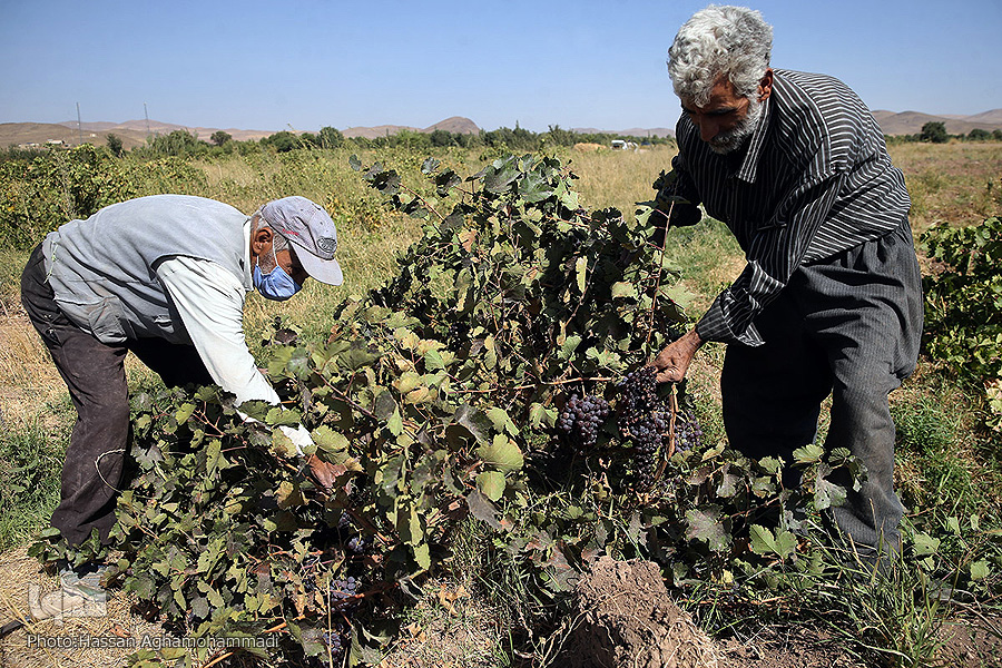 عکس/ برداشت و فرآوری انگور در روستای «جرندق» تاکستان