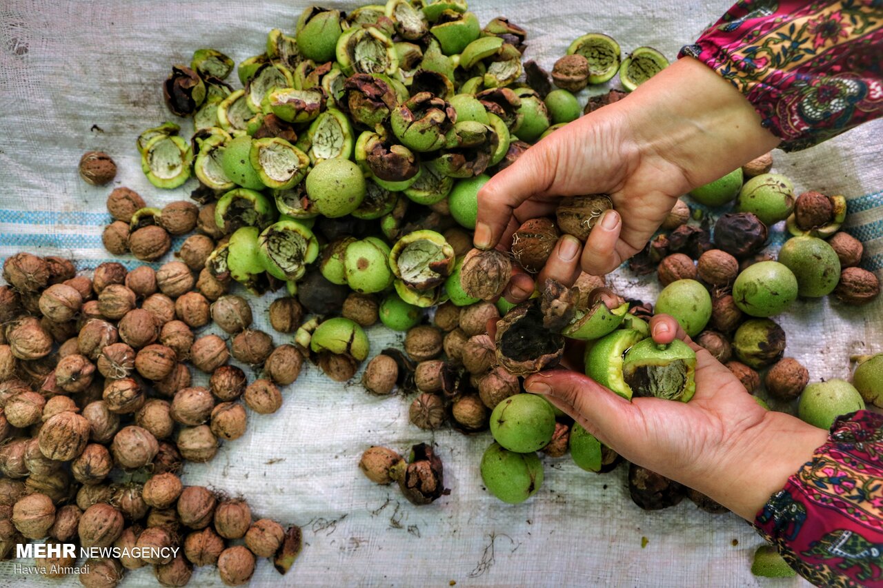 عکس/ گردوچینی در مازندران
