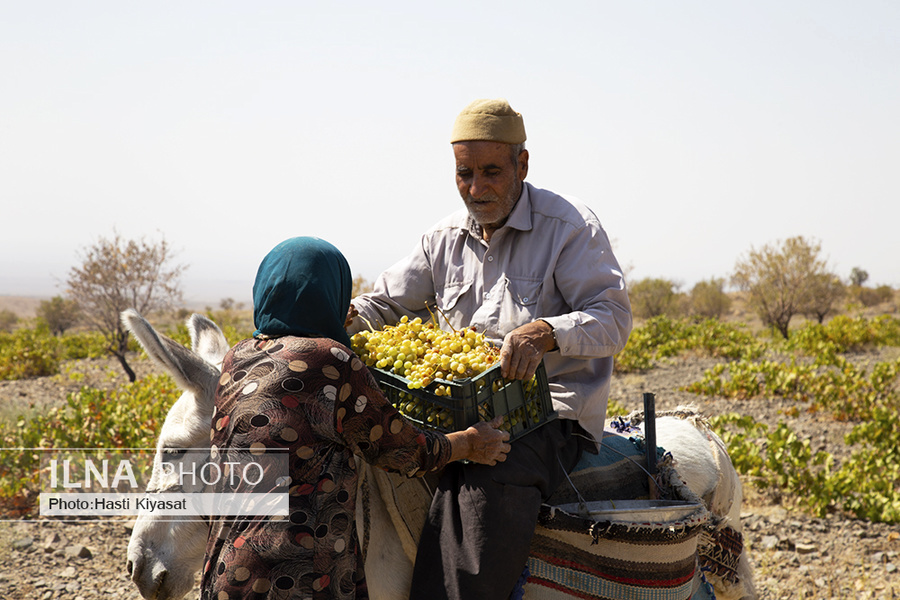 عکس/ تولید سنتی شیره انگور در روستای «بهارستان» سبزوار