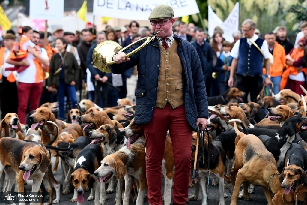 سگ های شکاری یک حامی شکار در فرانسه