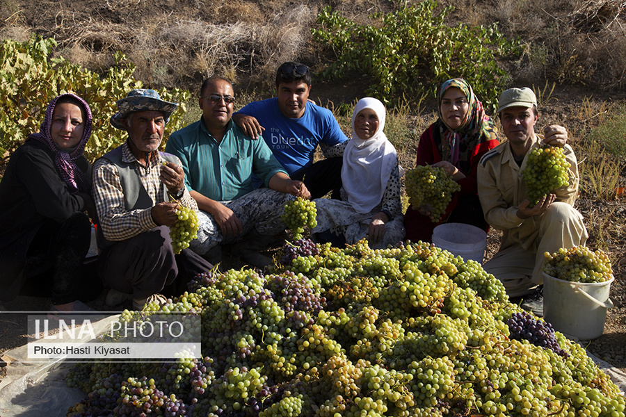 عکس/ تولید سنتی شیره انگور در روستای «بهارستان» سبزوار