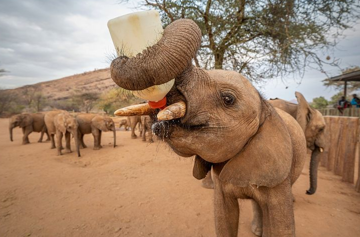 شیر خشک خوردن یک بچه فیل یتیم