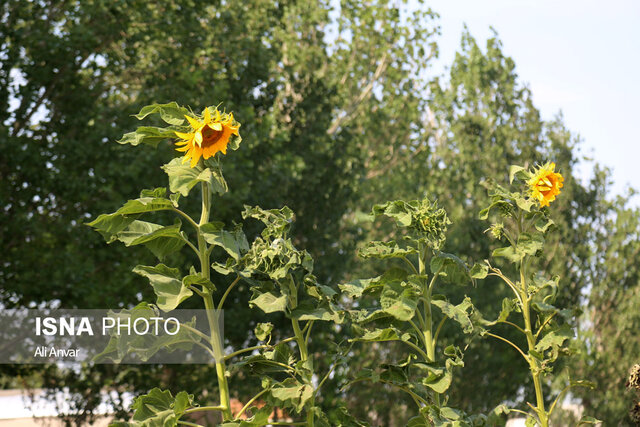 طبیعت اردبیل در واپسین روزهای تابستان
