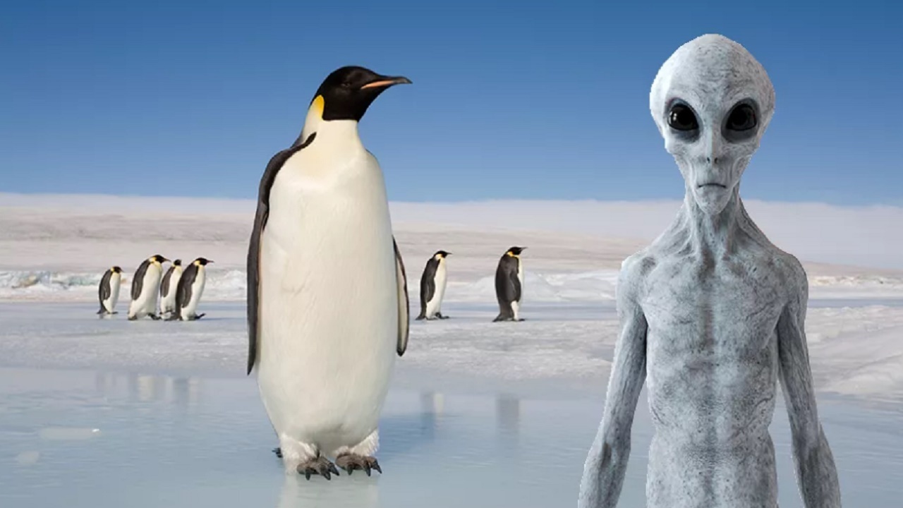 آیا پنگوئنها همان آدم فضاییها هستند؟