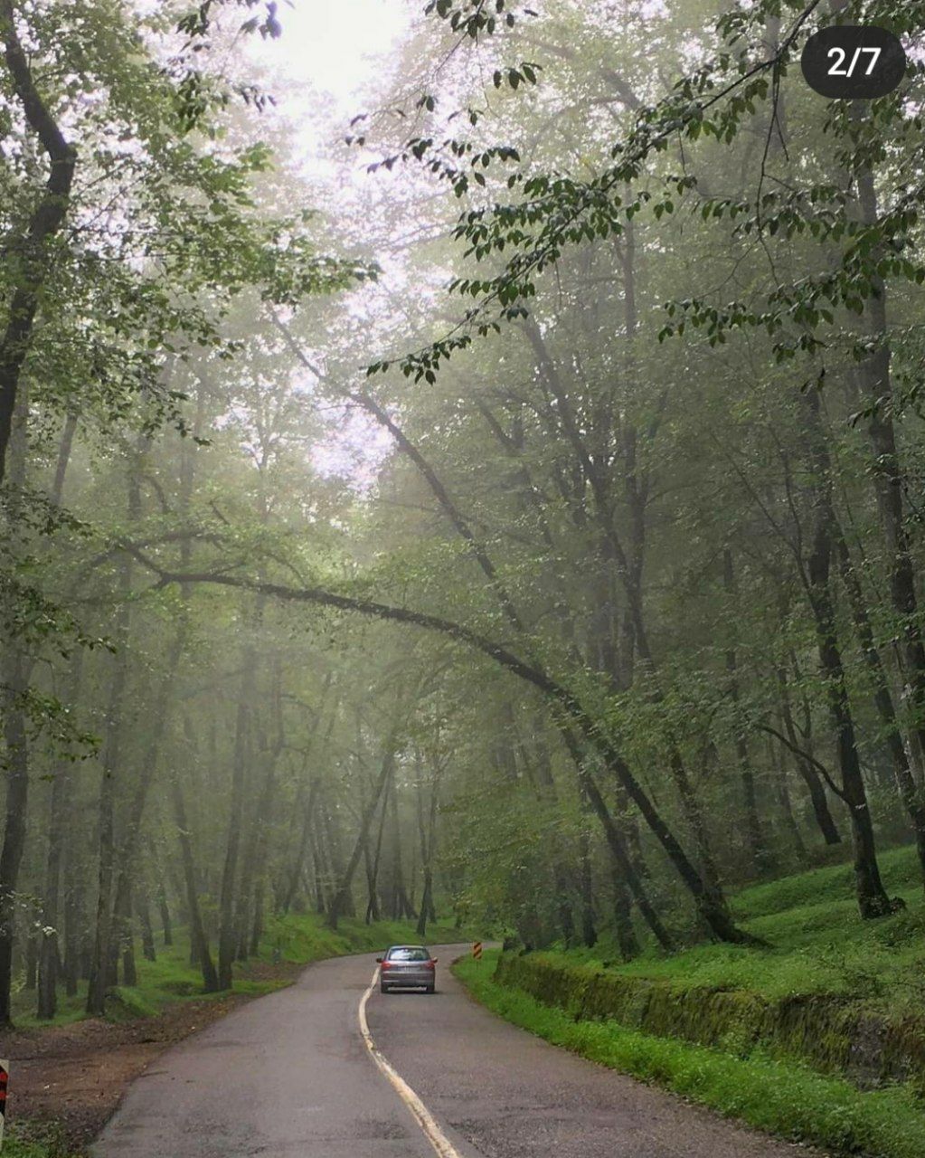 جنگل زیبای دالخانی