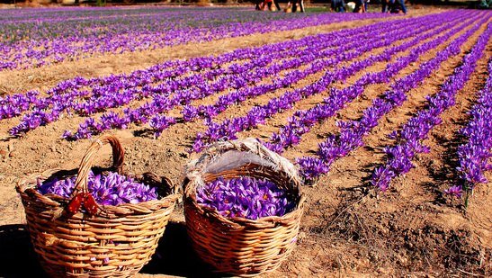 خبرهای خوب برای زعفران کاران