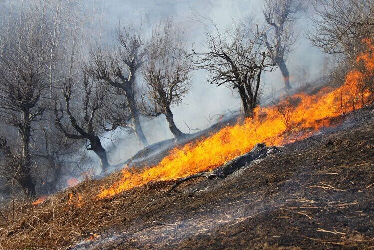 علت آتش‌سوزی جنگل‌ها در ایران مشخص شد