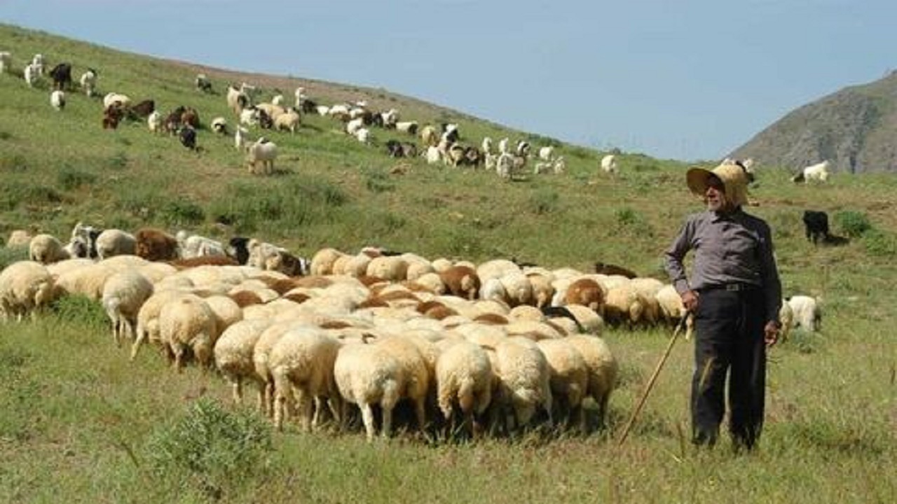 خرید تضمینی دام زنده از عشایر آذربایجانشرقی