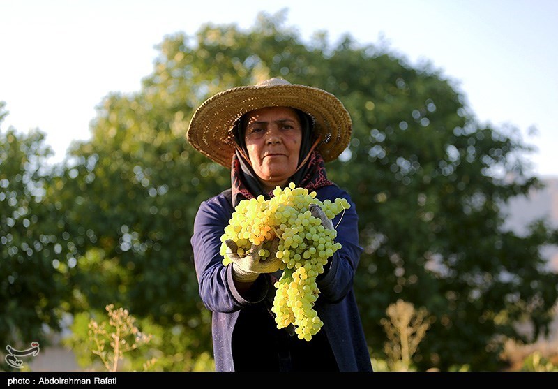 عکس/ برداشت انگور و استحصال کشمش در تاکستانهای ملایر