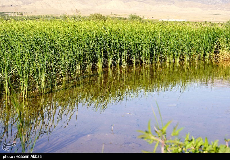 عکس/ بازگشت امید به شالیزارهای استان زنجان
