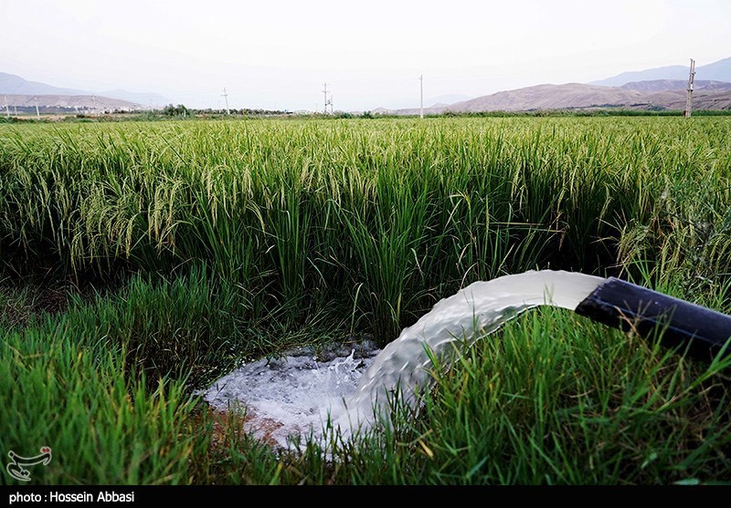 عکس/ بازگشت امید به شالیزارهای استان زنجان