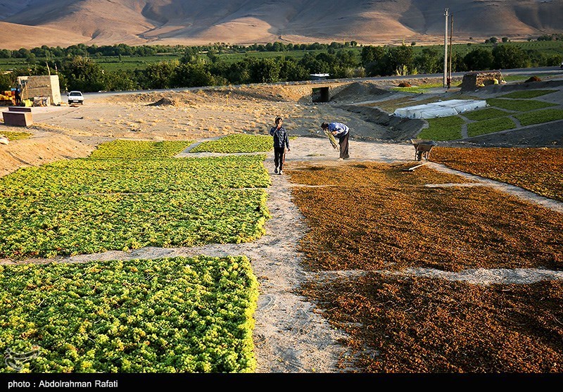 عکس/ برداشت انگور و استحصال کشمش در تاکستانهای ملایر
