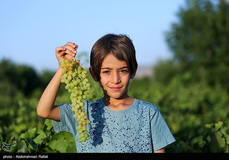 عکس/ برداشت انگور و استحصال کشمش در تاکستانهای ملایر