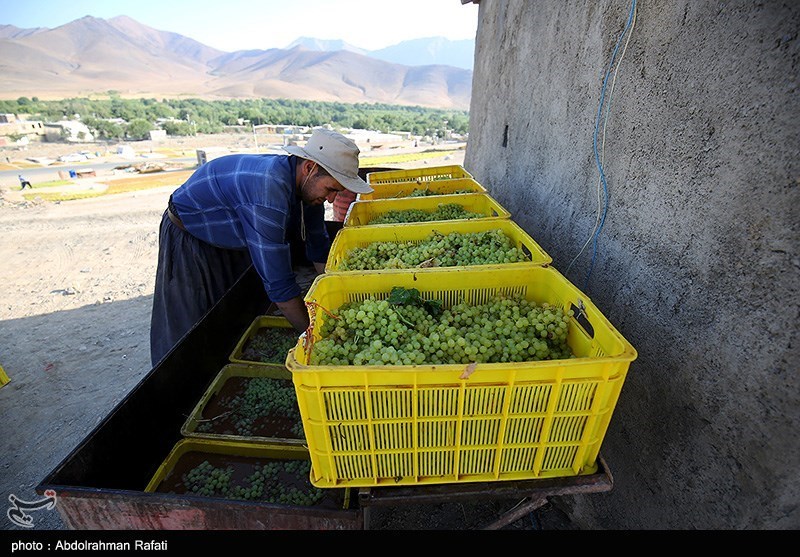عکس/ برداشت انگور و استحصال کشمش در تاکستانهای ملایر