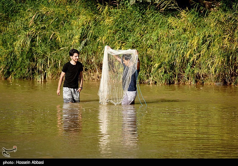 عکس/ بازگشت امید به شالیزارهای استان زنجان
