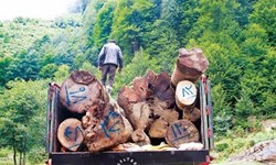 کشف 30 تن چوب قاچاق در آوج