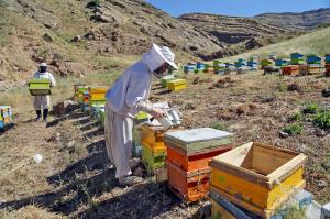 توسعه خوشه عسل لرستان موجب تقویت صنایع کوچک این بخش می‌شود