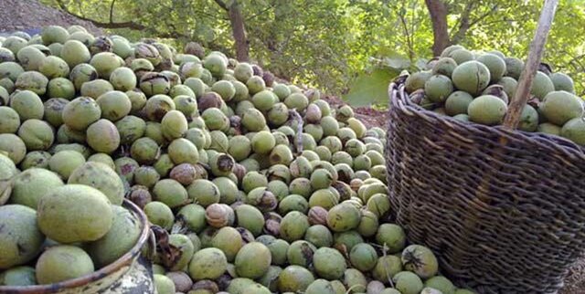 کاهش ۳۰درصدی برداشت گردو در تویسرکان