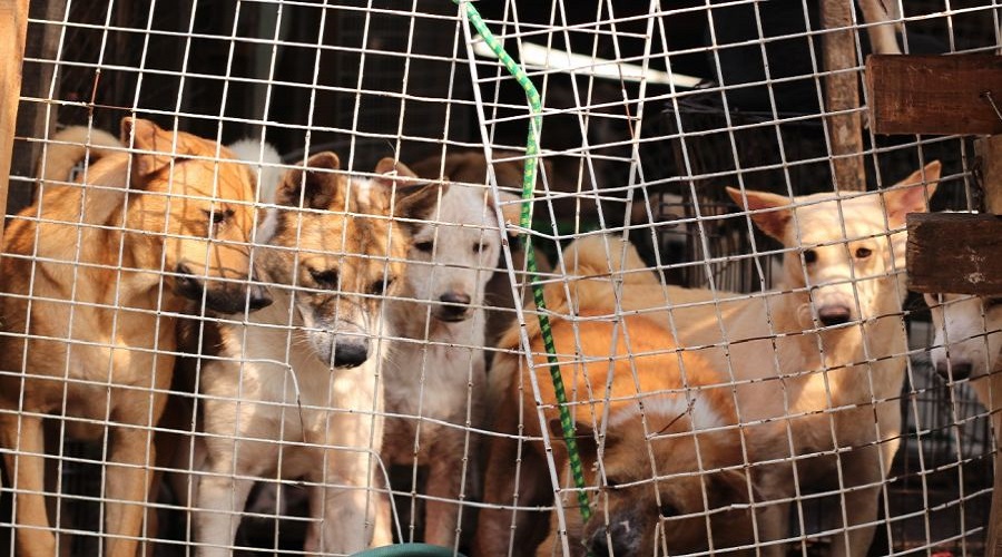 ممنوعیت مصرف گوشت سگ در کره جنوبی