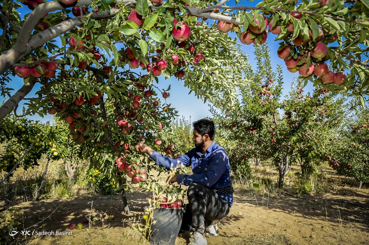 عکس/ برداشت سیب در سمیرم