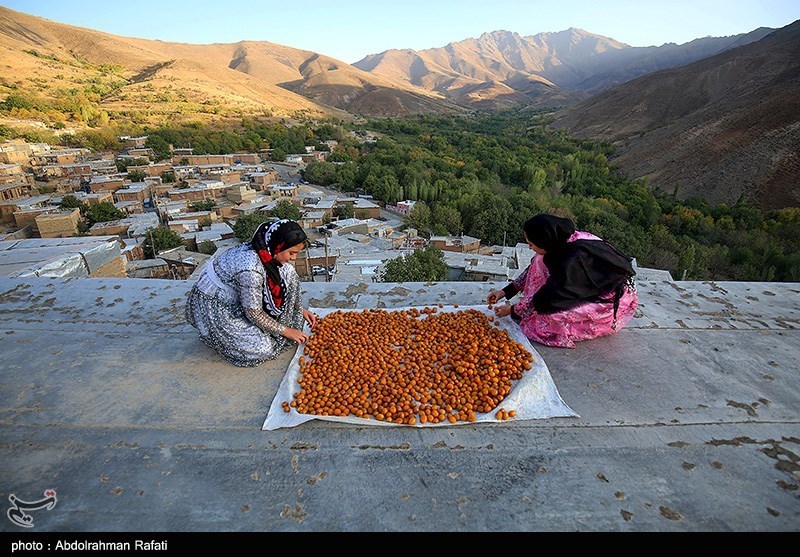 عکس/ جشنواره برداشت آلو در روستای «حیدره قاضی خانی» همدان