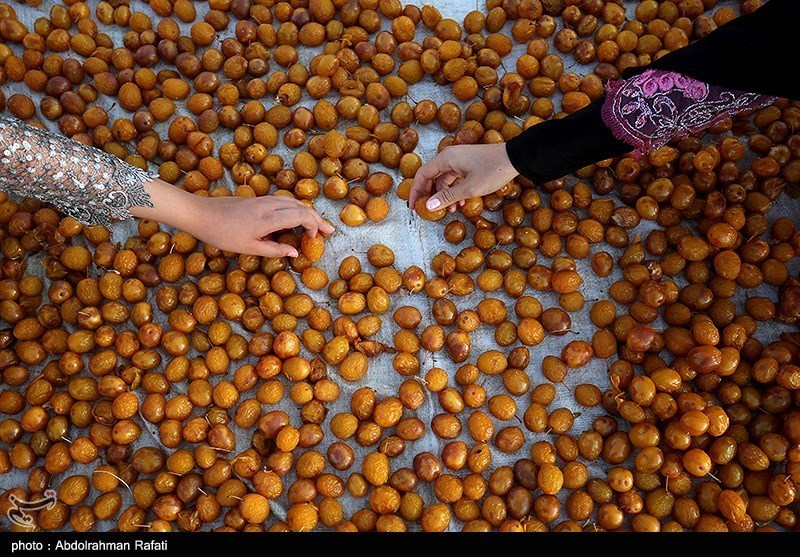 عکس/ جشنواره برداشت آلو در روستای «حیدره قاضی خانی» همدان