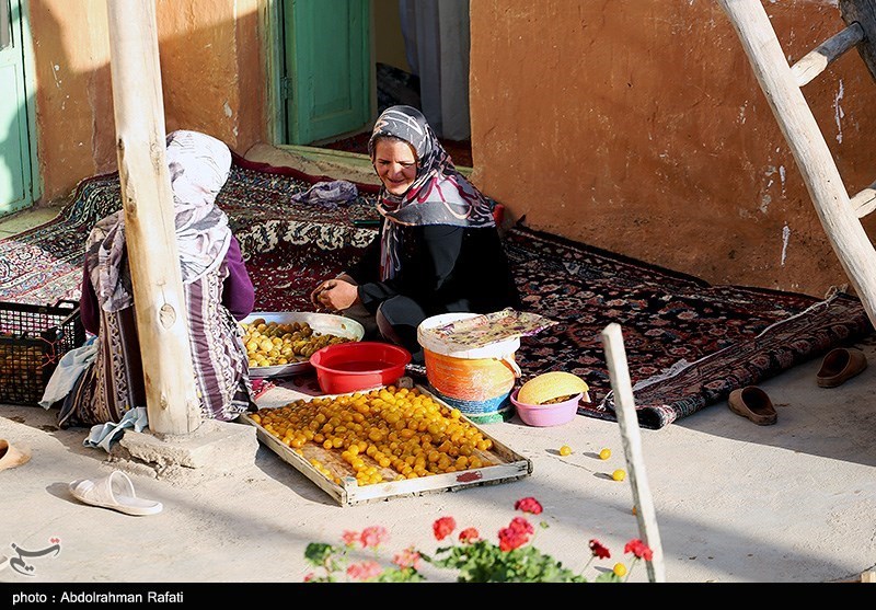 عکس/ جشنواره برداشت آلو در روستای «حیدره قاضی خانی» همدان