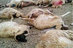 تلف شدن ۳۷ راس دام در برخورد با سمند