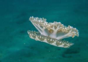 پتانسیل استفاده از زهر عروس دریایی خلیج فارس در درمان سرطان خون