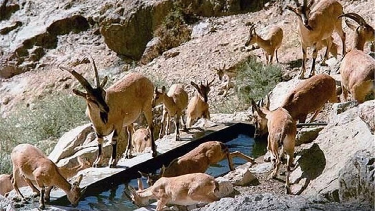 زنگ خطر طاعون نشخوارکنندگان در استان مرکزی