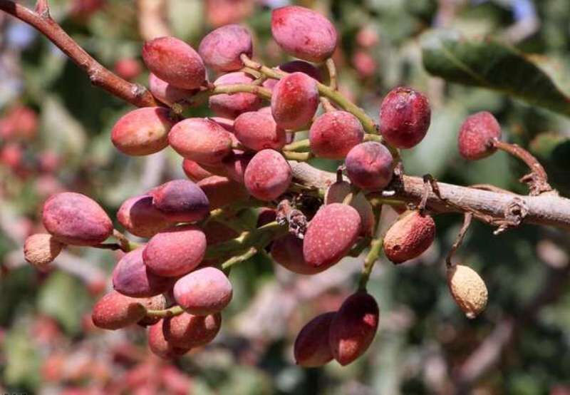 پسته ارگانیک ساوه و زرندیه، عاری از آلودگی به آفلاتوکسین