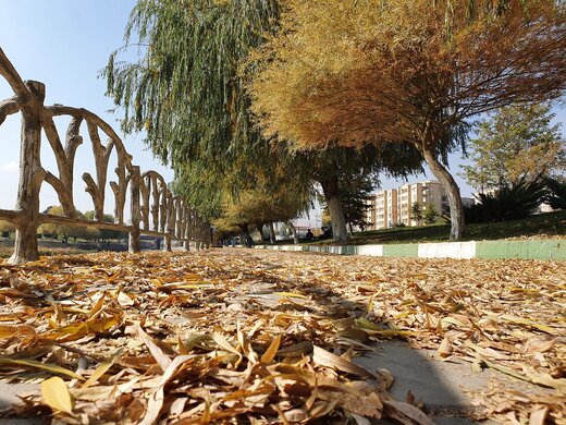 برگهای پاییزی در ۴ نقطه شهر ارومیه جمعآوری نمیشود