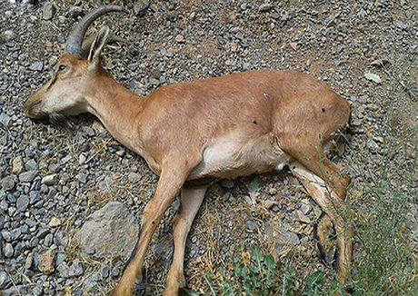 طاعون نشخوارکنندگان در خراسان جنوبی مشاهده نشد