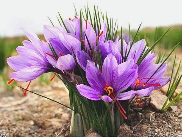 کشت زعفران در ۱۱۸ هکتار از اراضی ملایر