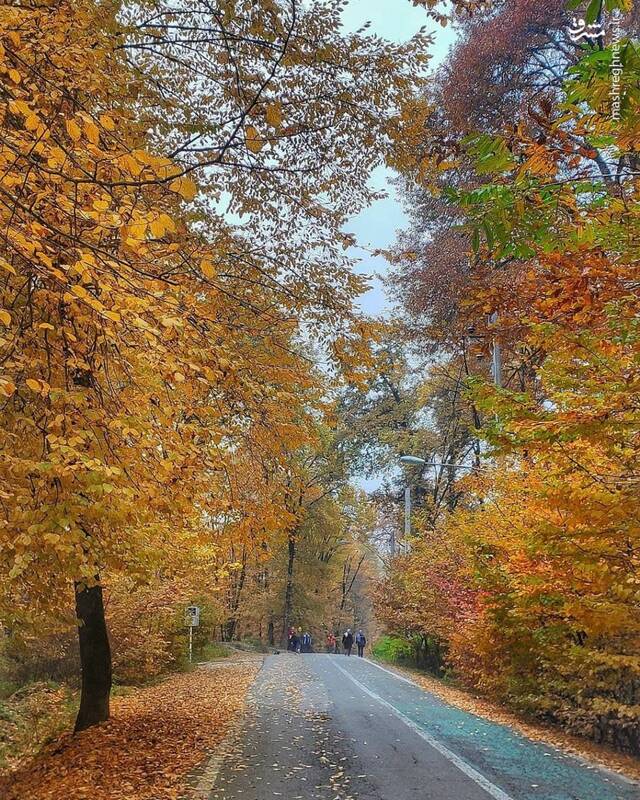 عکس/ طبیعت زیبای پاییزی جنگل النگدره