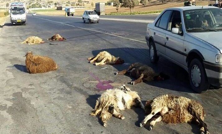 ۹ رأس دام در برخورد اتوبوس با گله گوسفندان تلف شدند