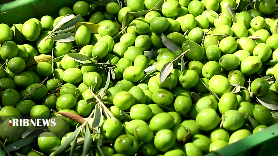 برداشت ۱۲۰ تن زیتون از باغات کشتوصنعت مغان
