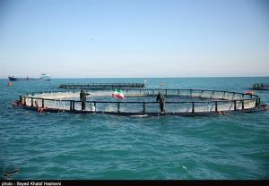 طرح پایلوت پرورش ماهی در قفس در کیاشهر گیلان اجرا می‌شود