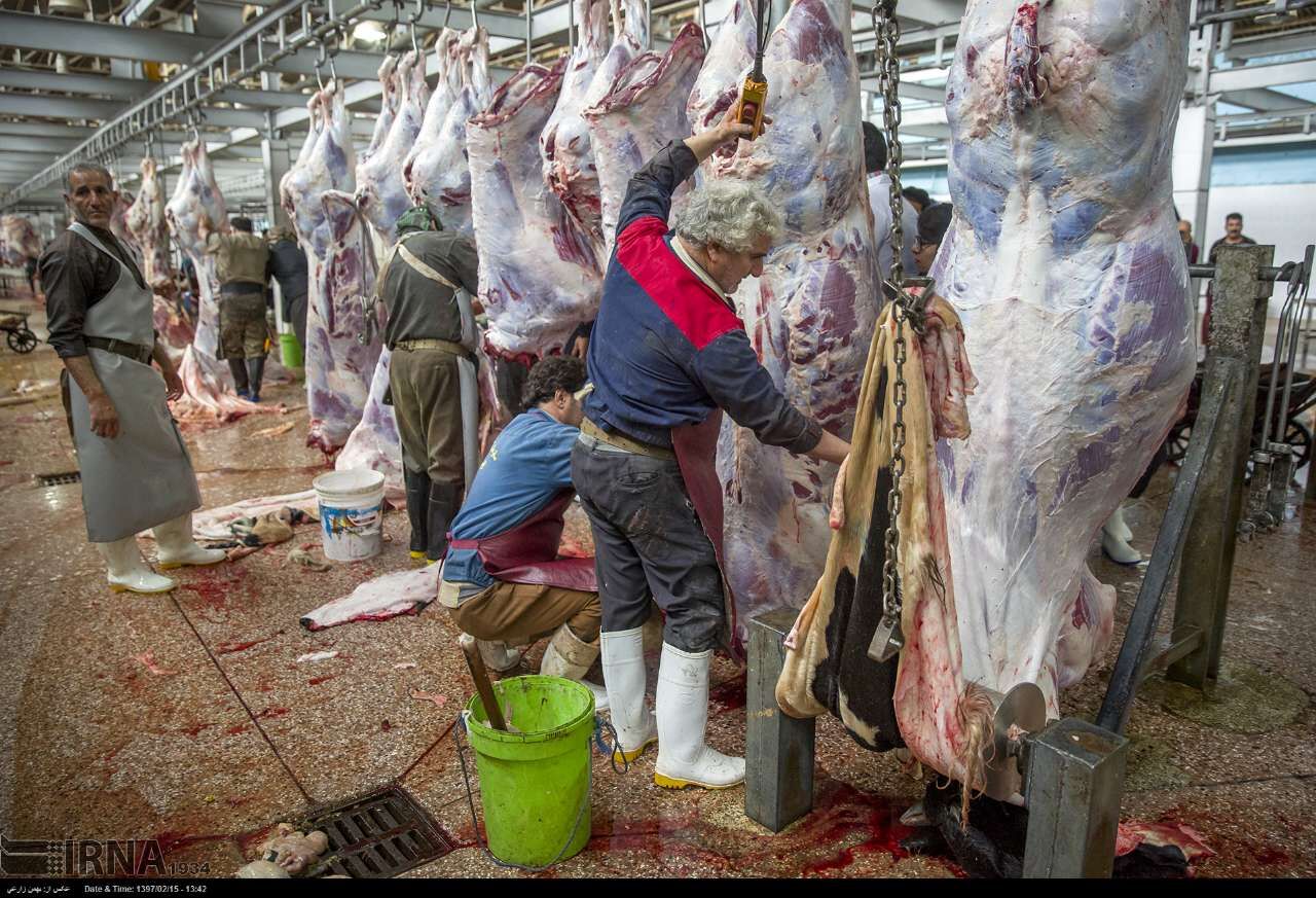 ۲۳ هزار تن گوشت قرمز امسال در استان کرمانشاه تولید شد