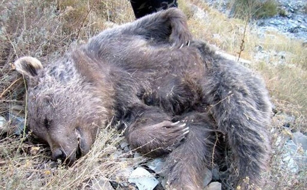 شناسایی زوجی که یک خرس را سلاخی کردند