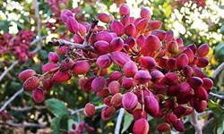 جایگزینی باغات پسته با محصولات پرآببر در آذربایجانغربی