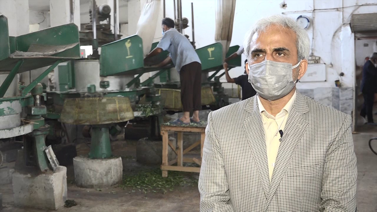 ۳۰ مهر آخرین روز خرید تضمینی برگ سبز چای