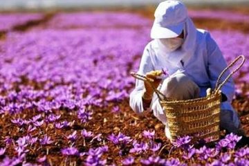 پرداخت ۶۷۶ میلیارد تومان غرامت به کشاورزان آذربایجانشرقی