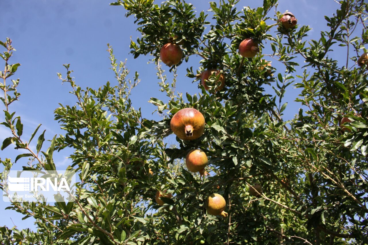 برداشت انار درجزین