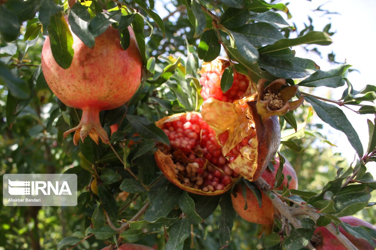 برداشت انار درجزین