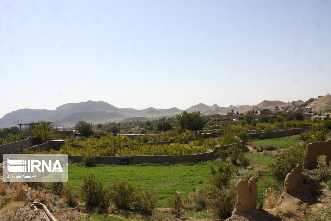 برداشت انار درجزین