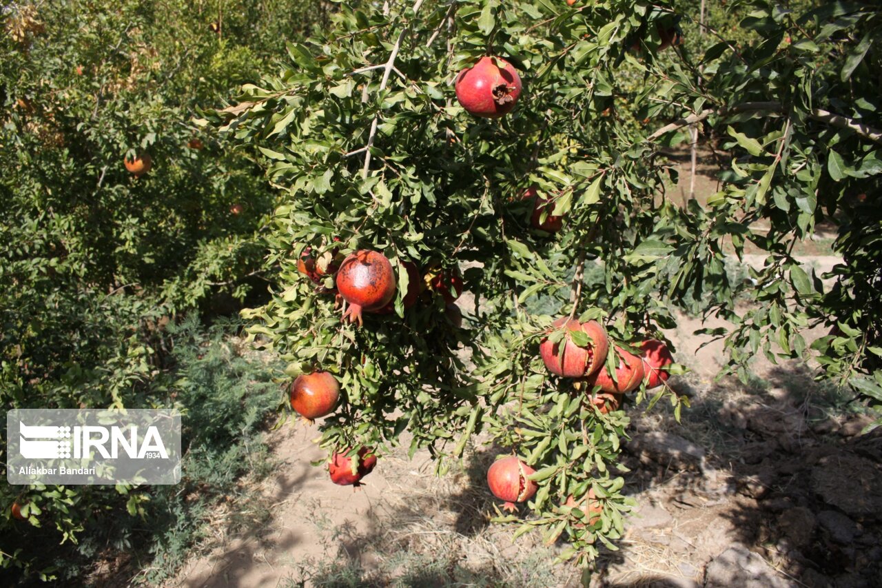 برداشت انار درجزین