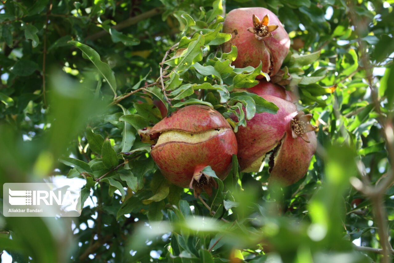 برداشت انار درجزین