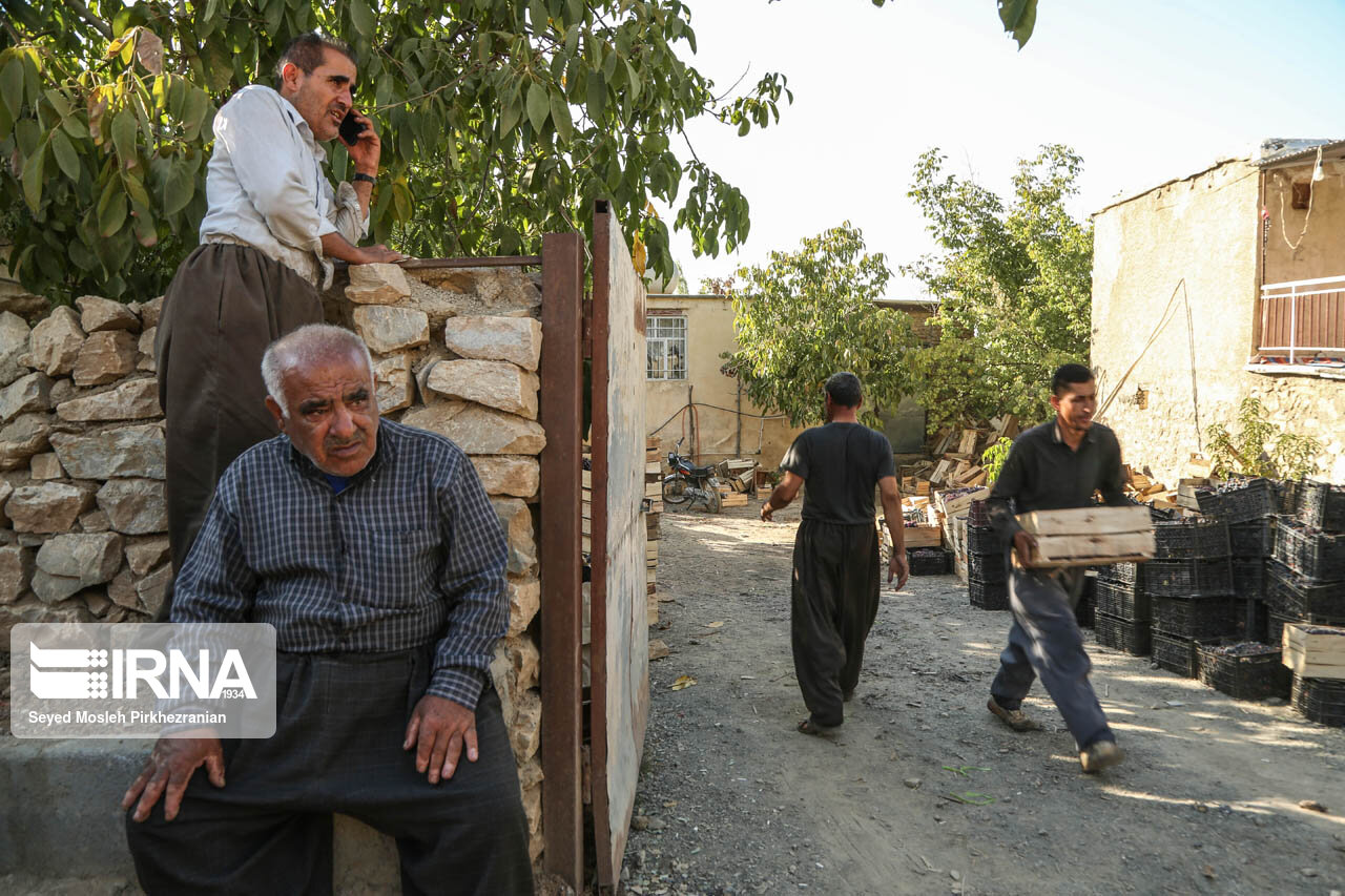 برداشت انگور در باغات روستای سرنژمار